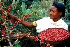 Rare good coffee Kenyan coffee Kenyan coffee
