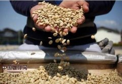 The comparison of coffee beans the difference between Arabica and Robusta