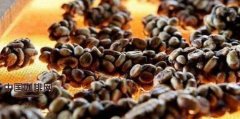 Main characteristics of Coffee Kopi Luwak in Musk Coffee