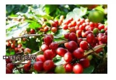 There are four types of coffee trees in the world.