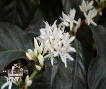 The aroma of coffee is cultivated when it blossoms.