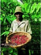 World boutique coffee bean culture Coffee culture in Colombia