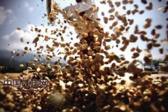 Basic knowledge of Fine Coffee the production process of coffee beans