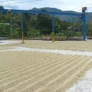 Front Street Cafe Costa Rica Diamond Hill Manor washed SHB Kaddura boutique coffee beans