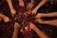 Coffee flavors from different coffee producing areas around the world coffee producing areas in Guatemala