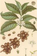 Coffee knowledge Coffee tree coffee beans growth habits