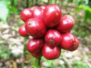 Coffee bean production decreases Central America is badly hit by coffee rust