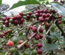 Introduction to the characteristics of Ethiopian coffee