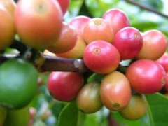 Production technology and principle of decaf coffee
