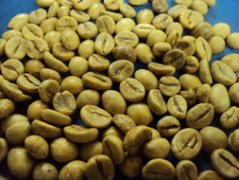 Cultivation and Development of Robusta Coffee