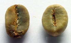 What's the difference between robusta coffee beans and Elaraby plus coffee beans?