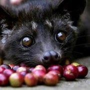 Why is Kopi Luwak so expensive? Kopi Luwak is too expensive.