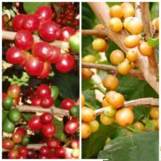 General knowledge of Fine Coffee beans Flavor description of mocha Coffee beans