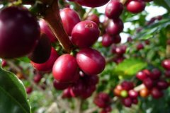 What you must know if you don't drink coffee after drinking.