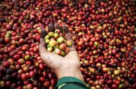 From the planting of coffee trees to the harvest of coffee beans