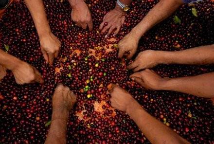 Exemption of import duty on coffee and coffee machines in Brazil to create a market to attract investment