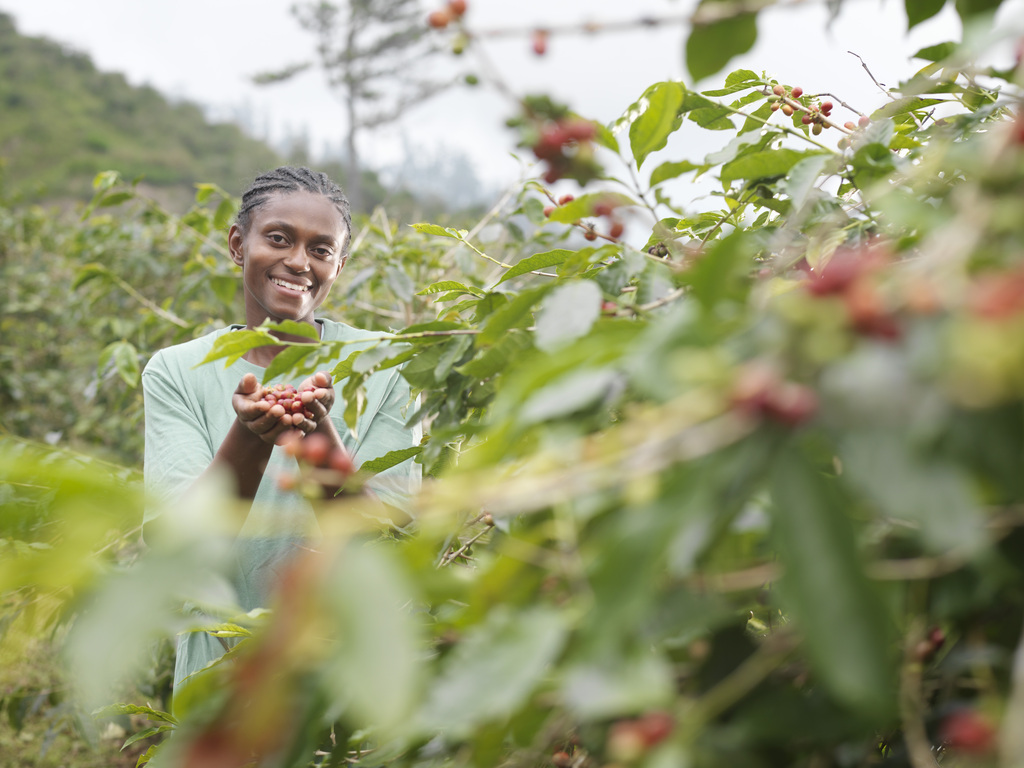 Analysis of China's Coffee Industry in 2015