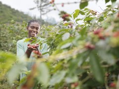 The process of picking coffee beans by a family in Budadiri village in Africa