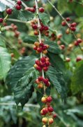 Coffee beans that are more expensive than the world's most expensive coffee