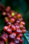 Introduction of boutique coffee beans Pacamara coffee