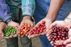 Fine coffee bean producing countries introduce Zimbabwean coffee