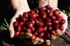 The basic knowledge of roasting coffee beans, the skills of baking manning