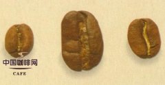 Introduction of Gene Mutants of Fine Coffee beans