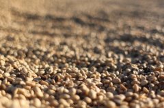 Matters needing attention in the preservation of coffee beans