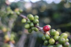 Do you know that sour coffee is sour?