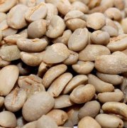 Introduction to coffee varieties: Harald (Harar)