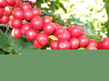 Common sense of coffee beans what is the second grade of Yunnan coffee beans
