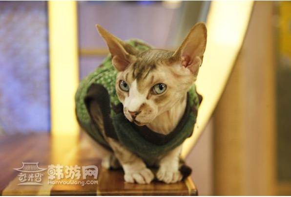 Summary of Korean Animal themed Cafe