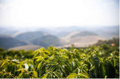 The purchase of coffee beans and the preservation of coffee beans