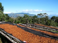 Basic knowledge of Coffee Bean varieties in the World