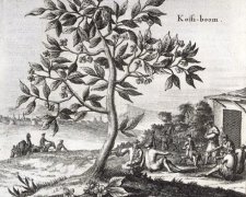 The evolution of coffee drinking patterns chopping coffee fruits into balls with oil