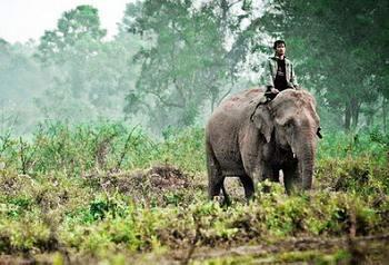 Revealing the reason why elephant shit coffee tastes so good