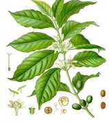 How to choose coffee? How to choose coffee seeds?
