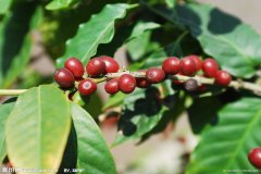 Coffee basic knowledge what conditions do you need to grow coffee?