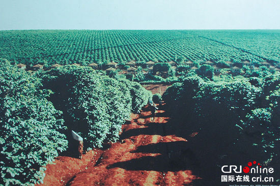 Review the coffee history of Brazil in the Coffee Museum