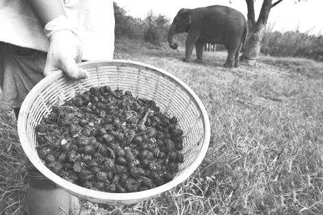 Do cat poop and elephant shit coffee really taste good?