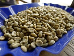 Costa Rica Diamond Villa washed coffee cooked beans washed SHB Kaddura boutique coffee beans roasted