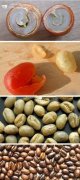 Boutique Coffee Common sense small round beans in coffee beans