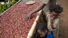 Coffee producing country Bolivia boutique coffee bean producing country