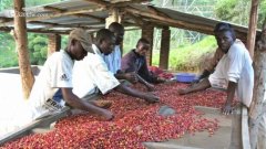 Basic knowledge of Puerto Rican boutique coffee beans from coffee origin