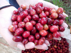 There is no doubt that home coffee is your taste.