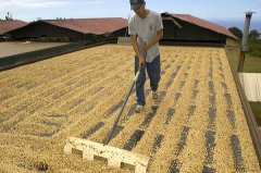 How to choose good coffee beans?