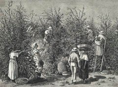 Why is the culture of coffee so old? Common sense of coffee culture