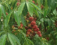 Basic knowledge of introduction to Coffee