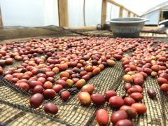 Varieties of Indonesian coffee beans and wet planing method