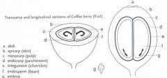 Summary of the conversion rate of cooked beans in the training and teaching of coffee roasters